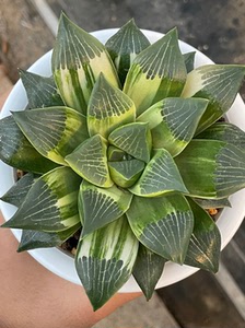 克里克特锦  实生锦母本