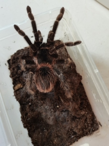 巴伊亚猩红捕鸟蛛