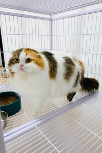 000人付款淘宝英短蓝猫蓝白双色乳白三花立耳折耳英国短毛猫活体 出售