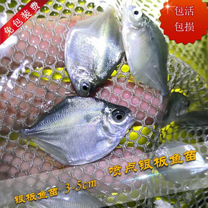 喷点银板鱼热带 热带鱼 白子银板鱼 白化银板