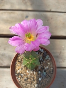 000人付款淘宝宇宙殿仙人球 鹿角柱属 4厘米 高7厘米 可带盆 单棵邮费