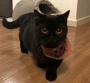 000人付款淘宝孟买猫纯种黑猫千岁岁幼猫英短纯黑宠