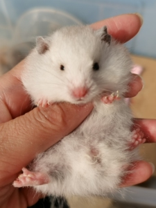 超浅纯银短毛/长毛金丝熊仓鼠,标价为全款,短毛35,长毛妹妹