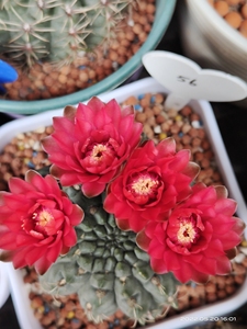 实生绯花玉仙人球红色重瓣的,喜欢可以拍～,全场满60包邮出非