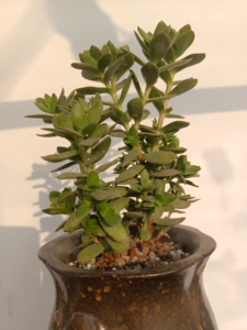 老桩群生天狗之舞多肉整体出售,本地自提,不发外地