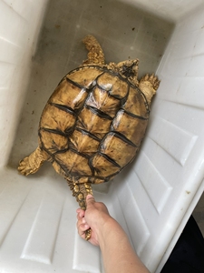 变异鳄龟,金橙种母一只,约18斤左右重量,高产货,想繁殖金橙