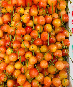 现摘现发79三斤的黄蜜大樱桃黄水晶樱桃非车厘子