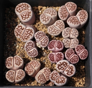 生石花网纹寿丽