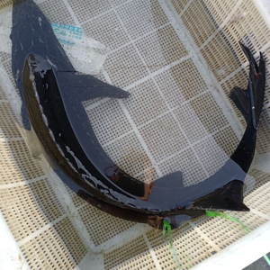 东江湖冷水团养殖鲟鱼鲟龙鱼纯天然养殖营养价值丰富可食用