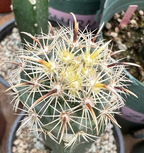仙人球凤舞实生苗接,已出粗中刺,顶花球属,顶花皇后