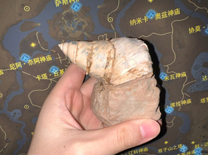 非常好的超大南宁螺蛳化石