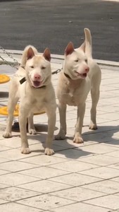 高价收广西贵州土猎犬，师傅狗会狗品相狗的联系