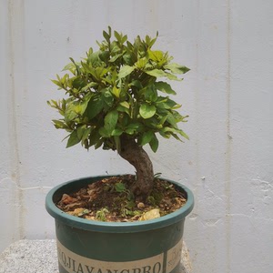 杜鹃红花映山红国旗红熟桩,冠幅漂亮,带盆发货,偏远地区不包邮