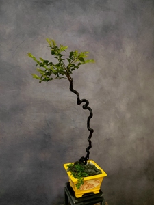 00fan520xiang淘宝黑骨茶盆景,小叶紫檀,茶几小品,小盆景,大欣赏,可