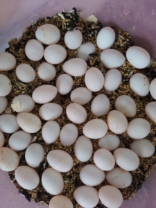 玄凤鹦鹉新鲜蛋 100元 10枚 顺丰包邮 保受精率5