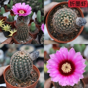 折墨虾仙人球多肉植物实生稀有开大花虾属仙人掌多绿植盆栽