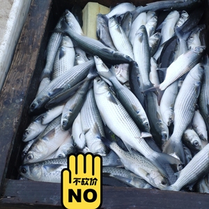 新鲜野生乌鱼