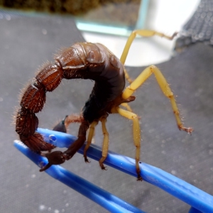 pvt三色绒粗尾蝎7龄新成公,大脱3个月左右,个头中规中矩