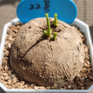 素可泰山乌龟