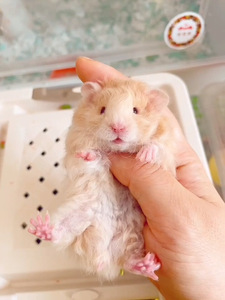 面纹蜜卷毛直毛肉桂卷毛火眼线火假面弟弟妹妹金丝熊