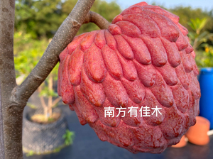 紫红释迦,刚结小果时粉色,随着膨胀逐变暗紫,成熟变红,有人说