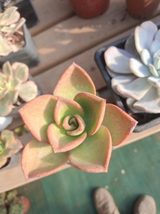 【镜狮子法师】镜狮子法师品牌,价格 - 阿里巴巴