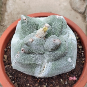 000人付款淘宝大角鸾凤玉 12cm大直径母本级别 珍贵稀有品种大颗美观