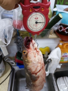 我的新年第一发#鲜活梭鱼野生红眼梭子鱼新鲜乌鲻鱼乌头海捕海