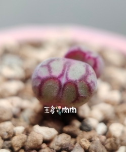 极品八重猴脸肉锥,八重旦姬