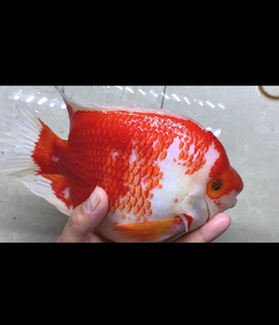 红白鹦鹉鱼红白宝红白财神雪山财神红财神鱼热带观赏鱼金刚财神