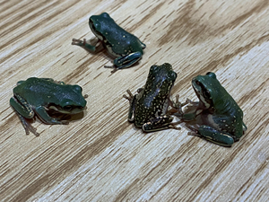 2022年头苗 澳蓝 澳蓝雪花 姥爷老爷树蛙