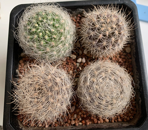 5厘米左右,智利球属仙人球0人付款12.