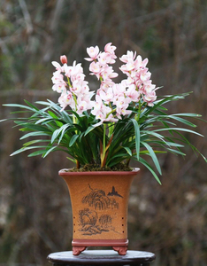 妃子笑兰花苗兰花草盆栽浓香型名贵四季建兰墨兰