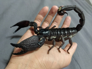 印度红爪雨林蝎