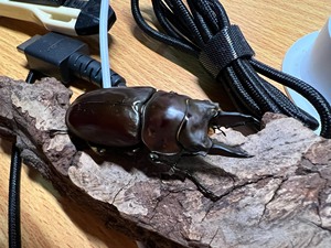 【黄金鬼锹形虫】黄金鬼锹形虫品牌,价格 - 阿里巴巴