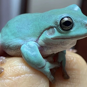 印尼姥爷澳洲老爷树蛙蓝眼焦糖老爷树蛙蛙苗子2-3㎝