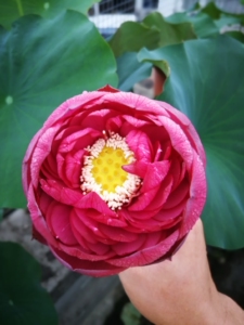 碗莲,中型莲花,荷花,子夜碗莲,中型莲花,荷花,子夜 碗莲