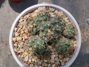 群生天司丸 顶花球属实生仙人球 一物一拍 包邮 稀有群生天司