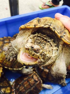 鳄龟黄壳鳄龟杂佛小变异,8厘米以上,单只65,两只120包邮