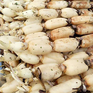 湖北洪湖莲藕特产七孔藕粉糯藕,精选粉藕煲汤首选,冬天炖汤营养