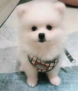 便宜转,一窝博美犬家养小体博美俊介犬 小型犬茶杯犬博美狗狗