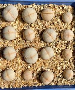 000人付款淘宝高尔夫生石花 南蛮玉 两年苗yyyuing