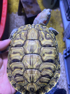 【格兰德龟】格兰德龟品牌,价格 - 阿里巴巴