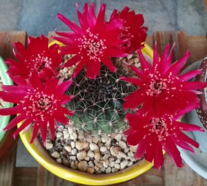 000人付款淘宝实生脂粉丸!丽花属!开花仙人球!开花球!花色如图!