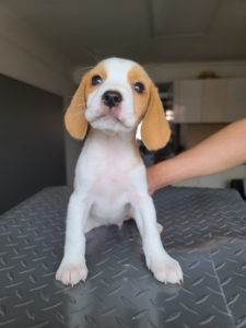 比格犬幼犬三色