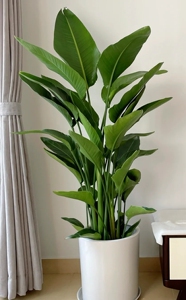 鹤望兰白花天堂鸟室内耐阴植物好养高颜值绿植,高颜值北欧风首选