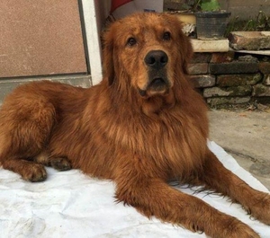 金毛幼犬大型长毛