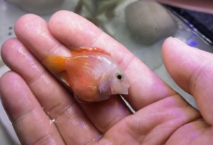 精品全红胭脂红迷你鹦鹉鱼(后代8元一只)