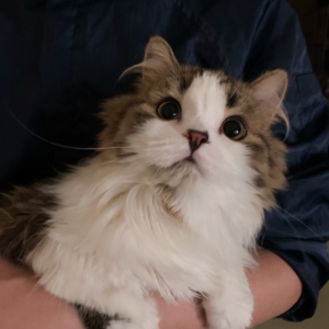 【纯种苏格兰高地长毛立耳猫】