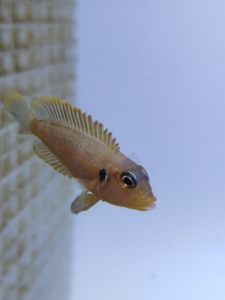 三湖慈鲷 坦鲷卷贝 卷贝类黄金叮当 适合中小鱼缸 放个螺壳看